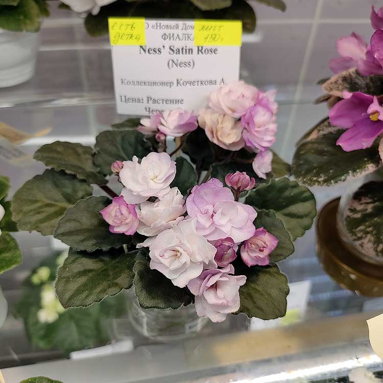 Ness' Satin Rose
