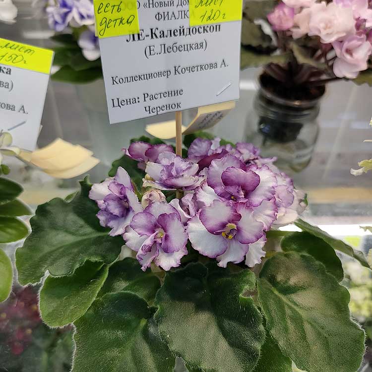 ЛЕ-Калейдоскоп