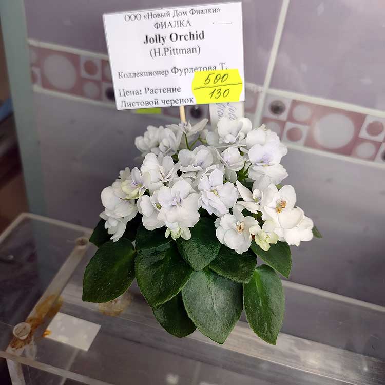 Jolly Orchid