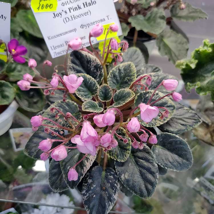 Joy's Pink Halo