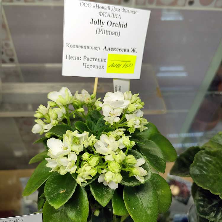 Jolly Orchid