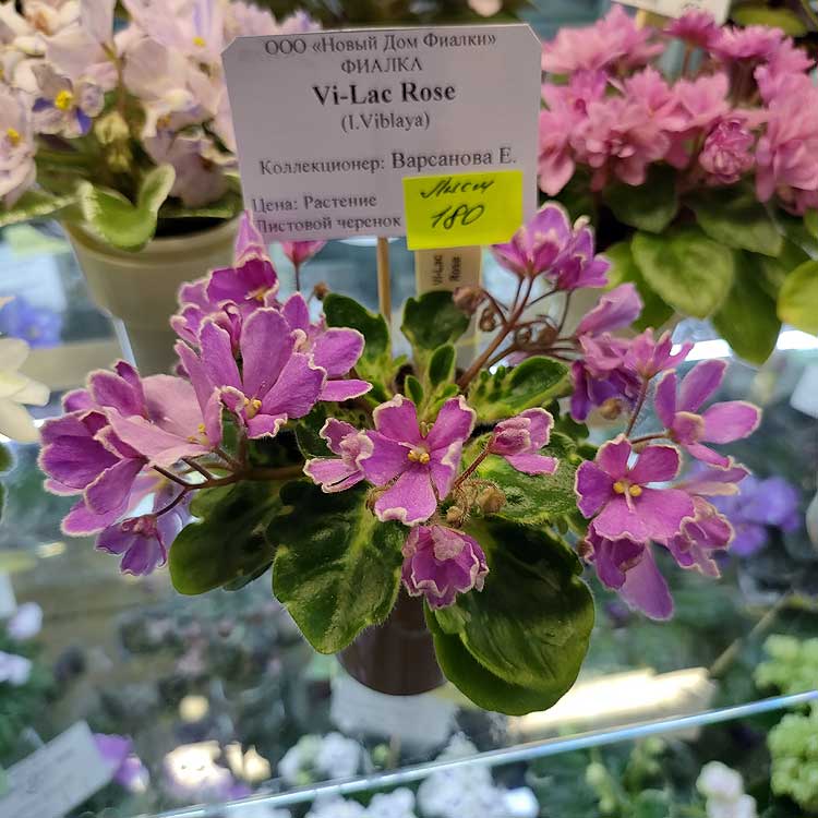 Vi-Lac Rose