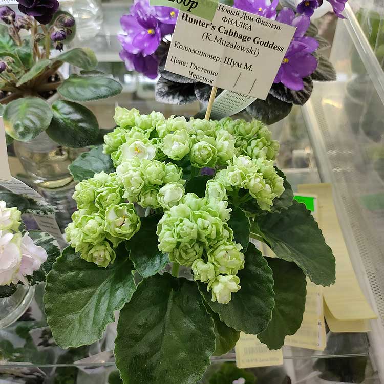 Hunter's Cabbage Goddess