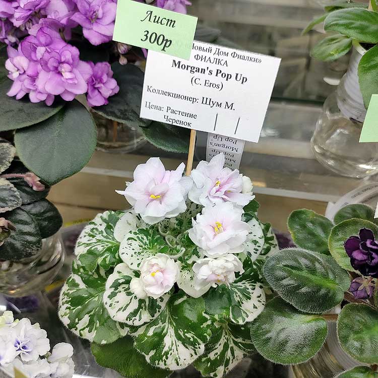 Morgan's Pop Up