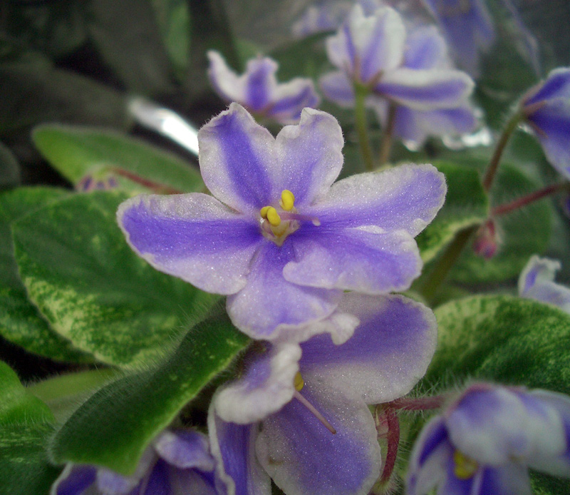 Rob's Combustible Pigeon chimera 4 Белка Стрелка.jpg