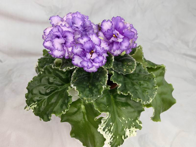 КО-Северное Море.jpg