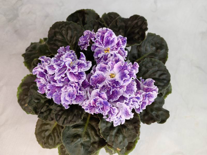 ЛЕ-Розмари.jpg