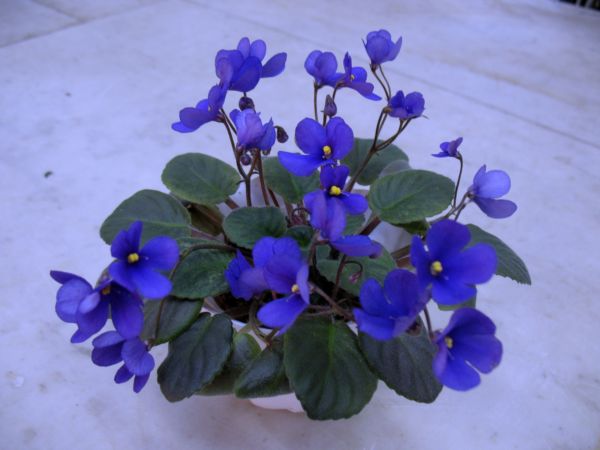Calico Blue trail1.jpg