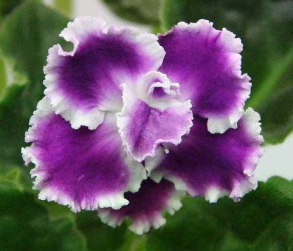 Supernature