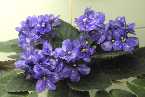 Ness' Blueberry Puff (D. Ness) из коллекции Ольги Артёмовой.