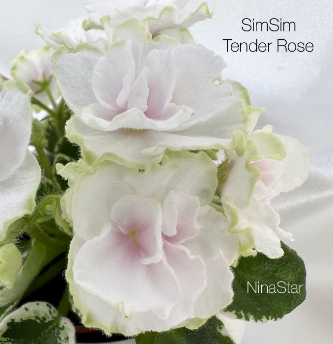 SimSim Tender Rose