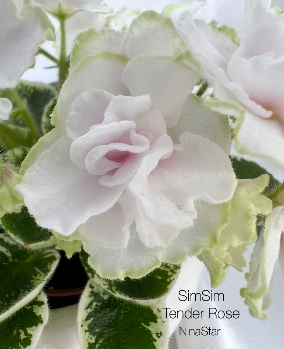 SimSim Tender Rose