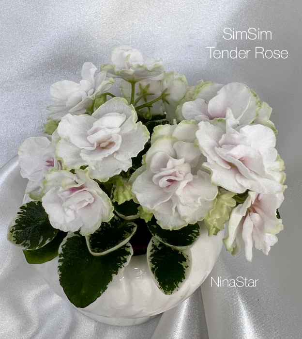 SimSim Tender Rose