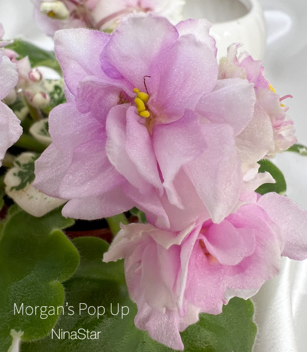 Morgan’s Pop Up