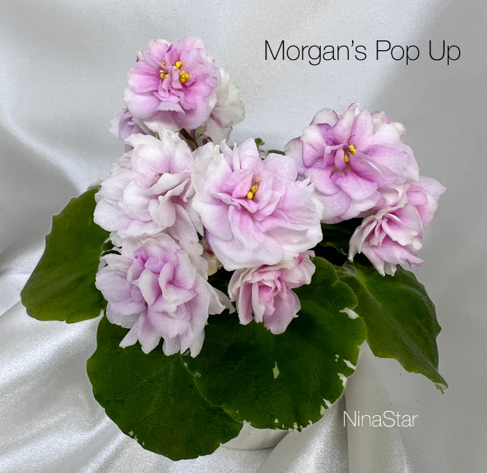 Morgan’s Pop Up