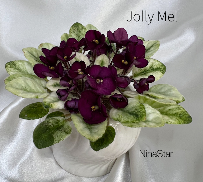 Jolly Mel