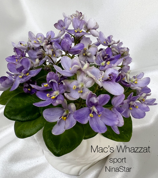 Mac’s Whazzat sport