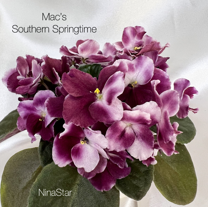 Mac’s Southern Springtime