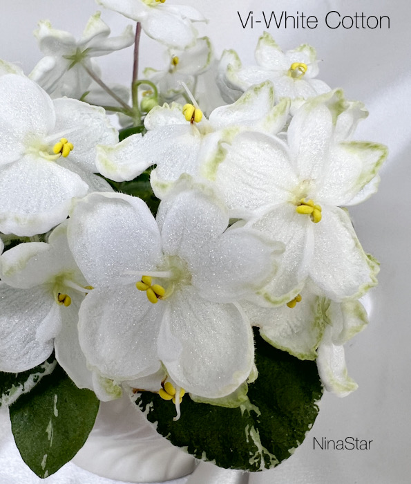 Vi-White Cotton