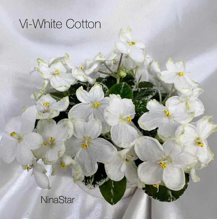 Vi-White Cotton