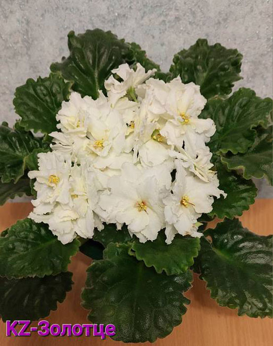 KZ-Золотце