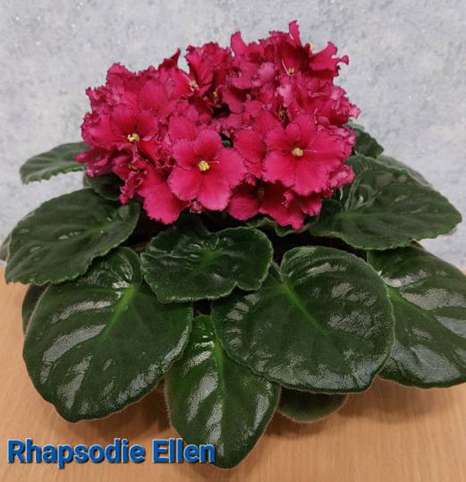 Rhapsodie Ellen