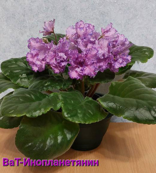 ВаТ-Инопланетянин
