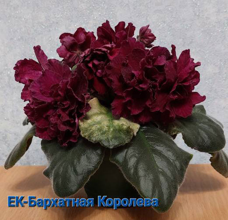 ЕК-Бархатная Королева