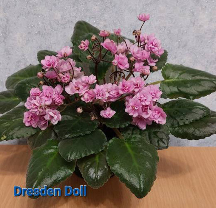 Dresden Doll