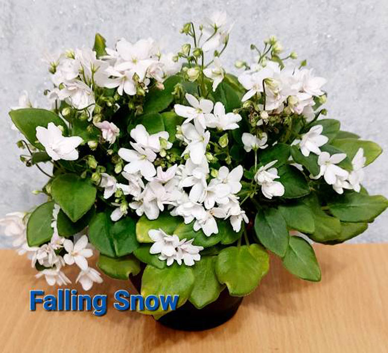 Falling Snow