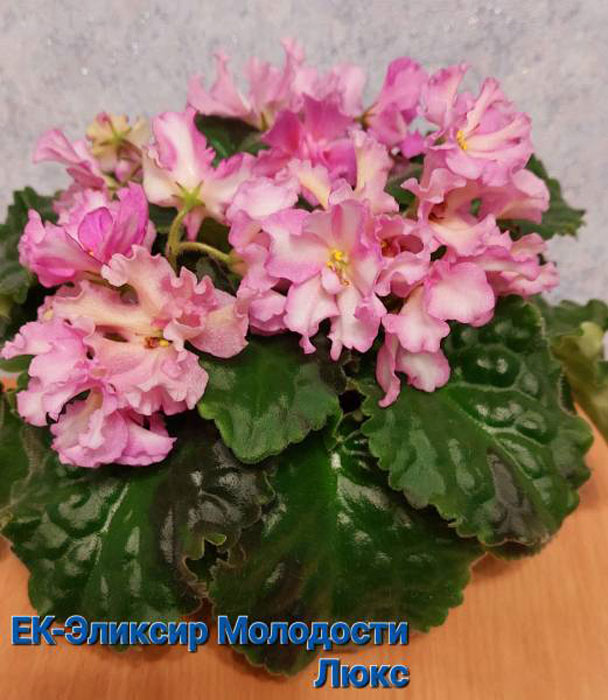 ЕК-Эликстр Молодости Люкс