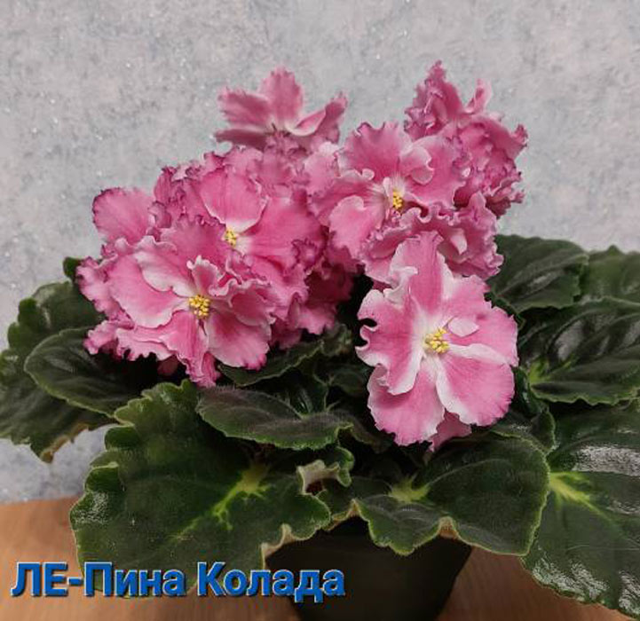 ЛЕ-Пина Колада