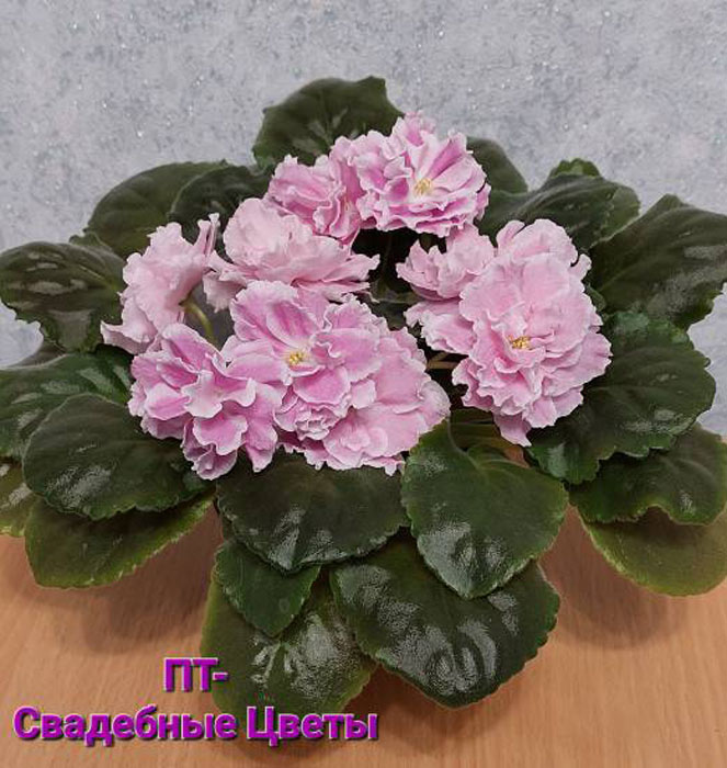 ПТ-Свадебные Цветы