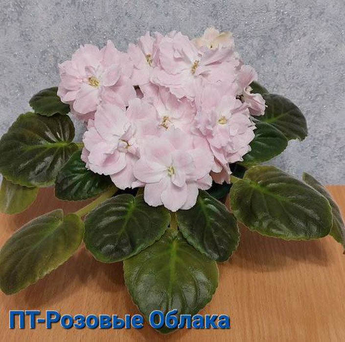 ПТ-Розовые Облака