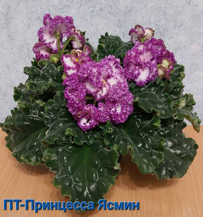 ПТ-Принцесса Ясмин