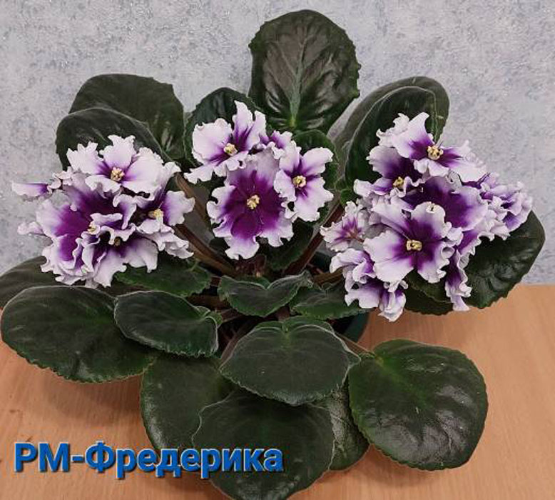 РМ-Фредерика