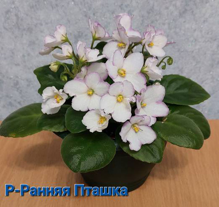 Р-Ранняя Пташка