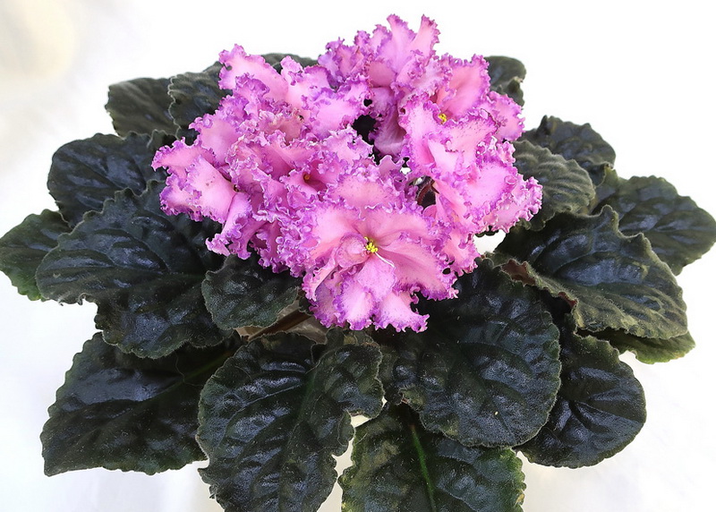 ПТ-Принцесса Жасмин  Т.Копейкина.JPG