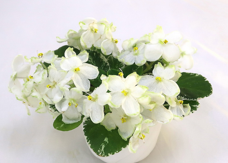 Vi-White Cotton (И.Виблая)  Н.Старостенко.JPG