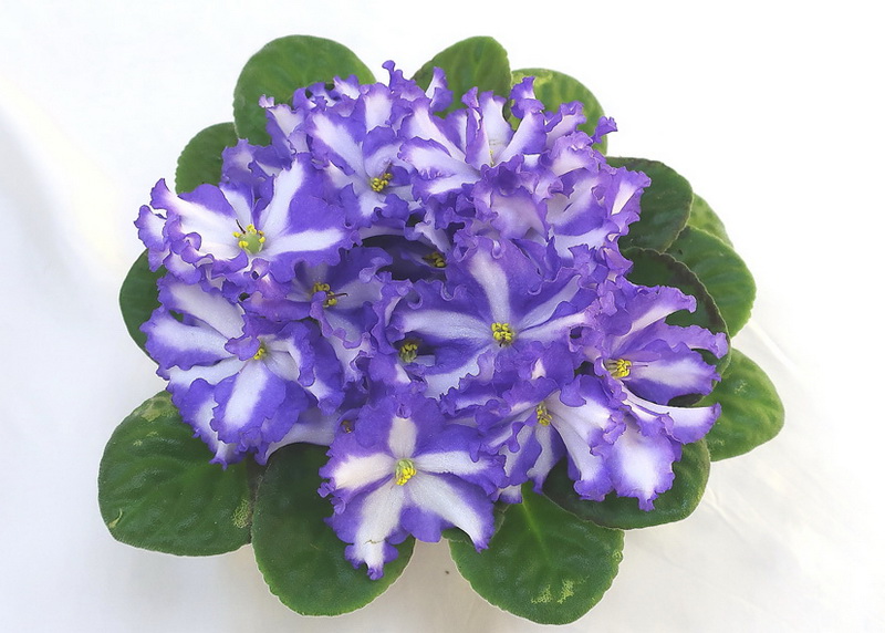 Jenny's Delight (K. Volling)  М.Карпова.JPG