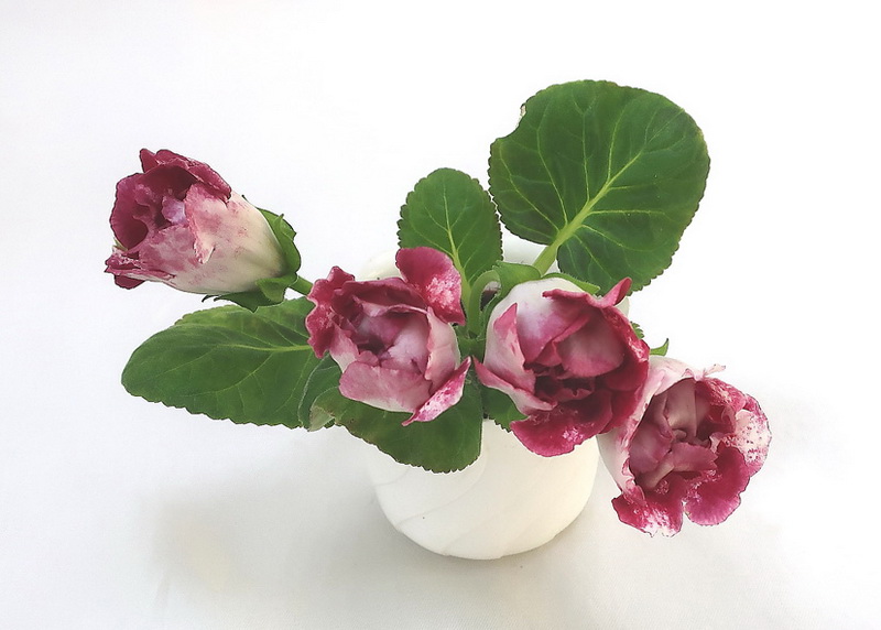 Gloxinia Adeline Rachel  Н.Старостенко.JPG