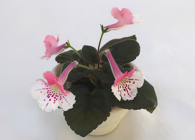 Sinningia Ozark Jumbo Sundae (Harris)  Н.Старостенко.JPG