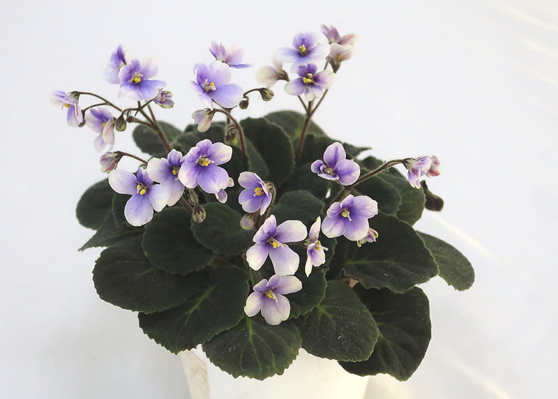 S. ionanthus subsp. velutinus lite  Н.Cтаростенко.JPG