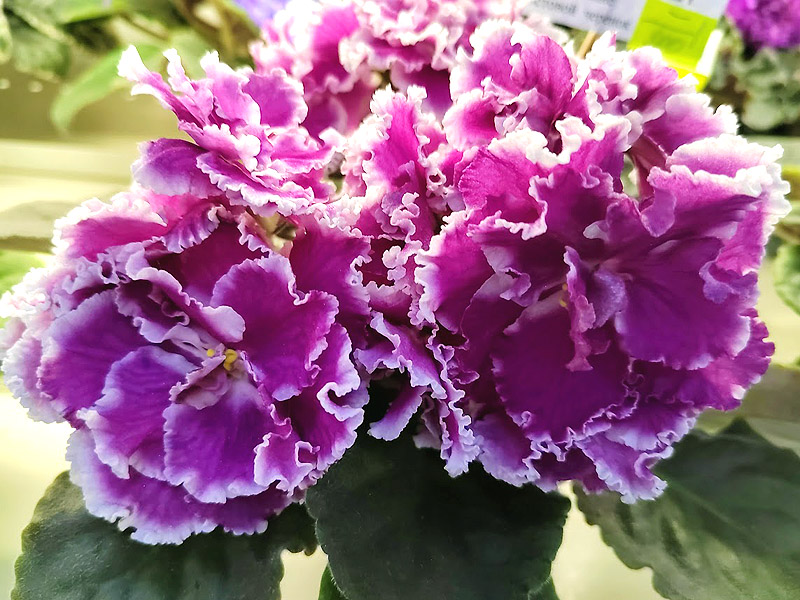 РС-Юная Царица (Копейкина).jpg