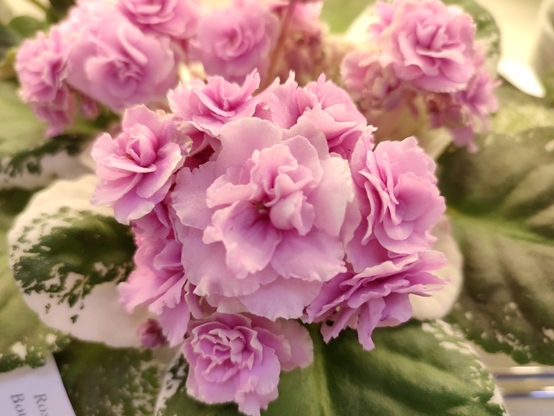 Плессер Rose Bouquet.jpg