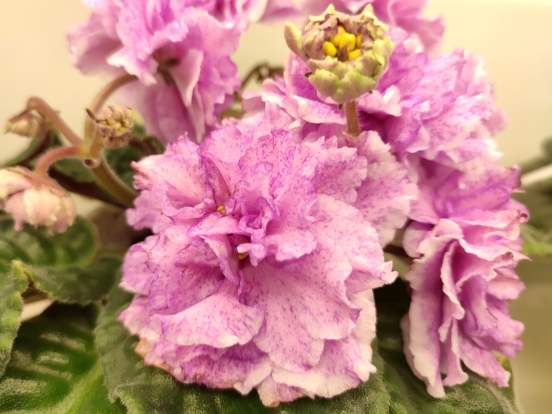 Плессер СН-Королевич.jpg