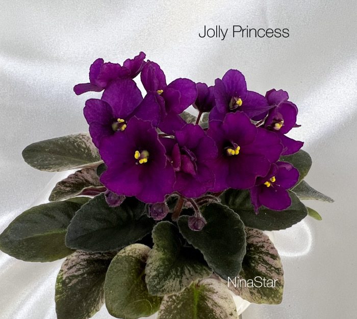 Jolly Princess