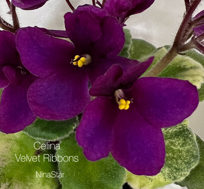 Celina Velvet Ribbons