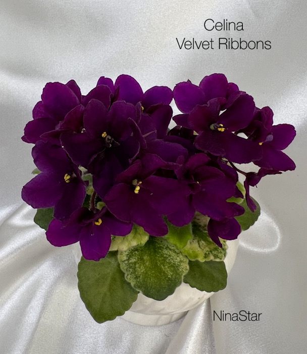 Celina Velvet Ribbons