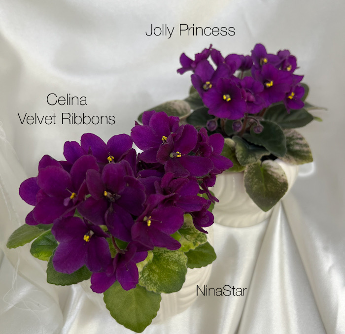 Celina Velvet Ribbons и Jolly Princess
